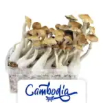 Zuchtset 'Cambodia'