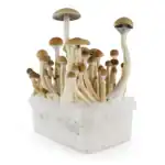 Fresh Mushrooms Zuchtset 'B+' – Bild 5