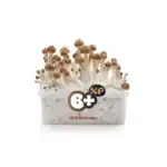 Fresh Mushrooms Zuchtset 'B+' – Bild 10
