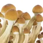 Fresh Mushrooms Zuchtset 'Ecuador' – Bild 6