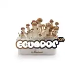 Fresh Mushrooms Zuchtset 'Ecuador' – Bild 9