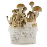 Fresh Mushrooms Zuchtset 'McKennaii' – Bild 3