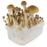 Fresh Mushrooms Zuchtset 'McKennaii' – Bild 2