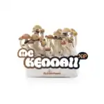 Fresh Mushrooms Zuchtset 'McKennaii' – Bild 9