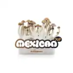 Fresh Mushrooms Zuchtset 'Mexican' – Bild 8
