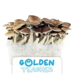 Eustark Zuchtset 'Golden Teacher'