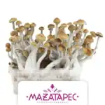 Zuchtset 'Mazatapec'