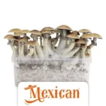 ShinyFlakes Zuchtset 'Mexican'