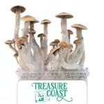 Zuchtset 'Treasure Coast'